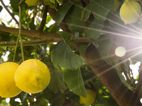 浅析一种评估和改善果汁饮料新鲜感的整体方法