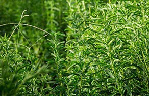 泰莱宣布全资收购Sweet Green Fields 