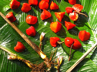 来自西非的神奇果实